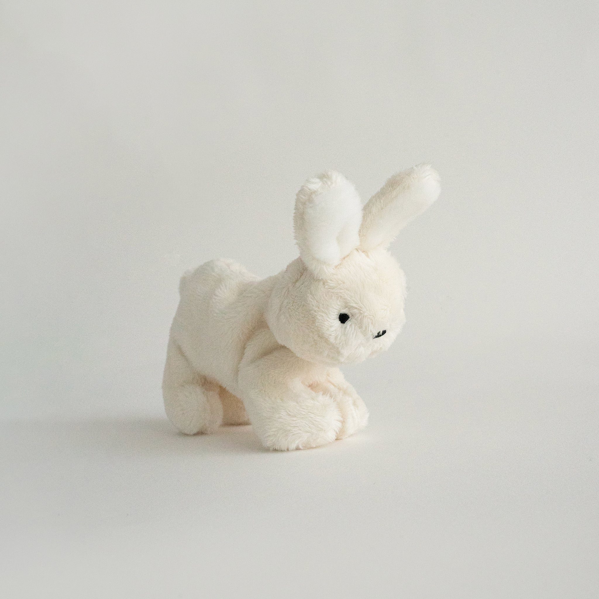Buddy Bunny
