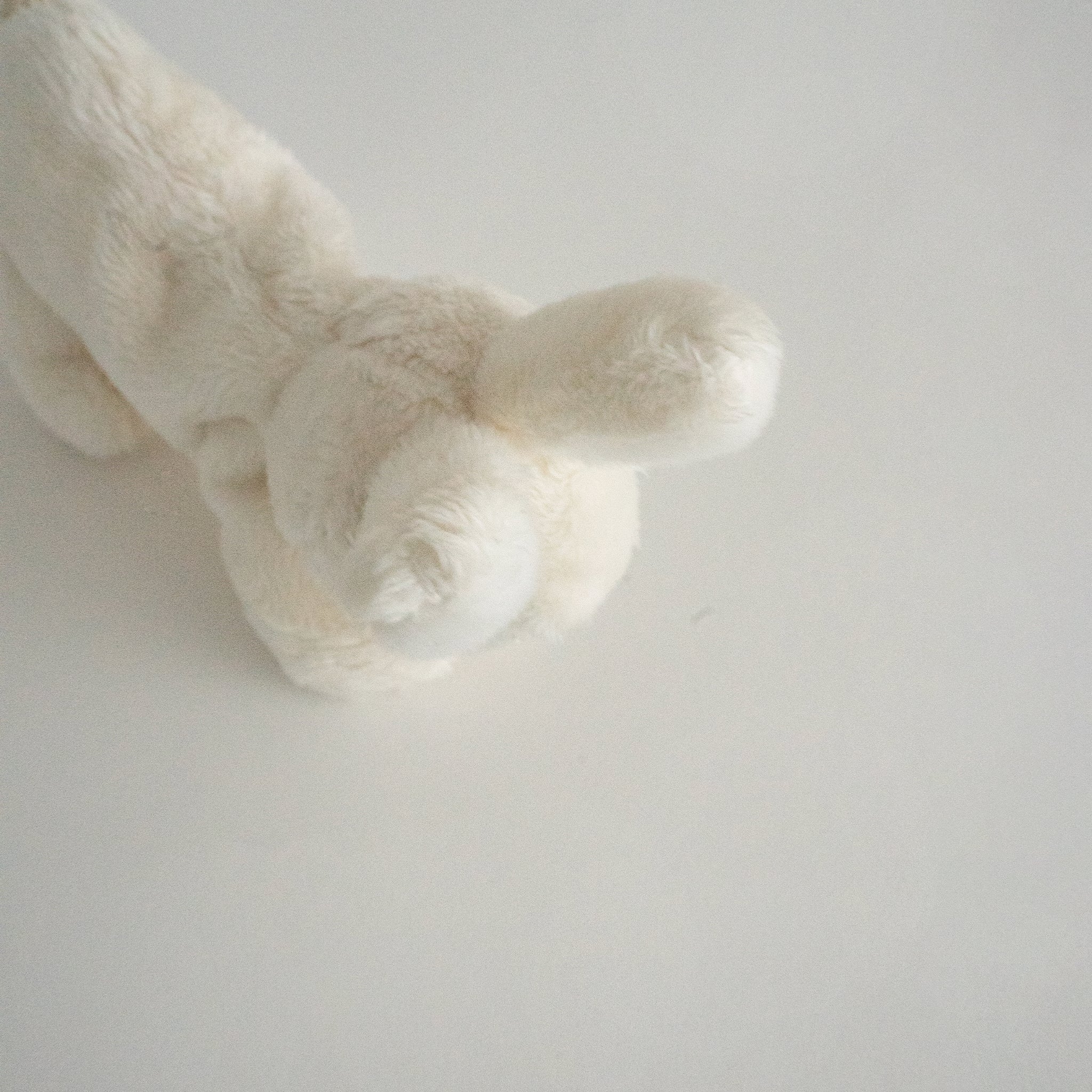 Buddy Bunny
