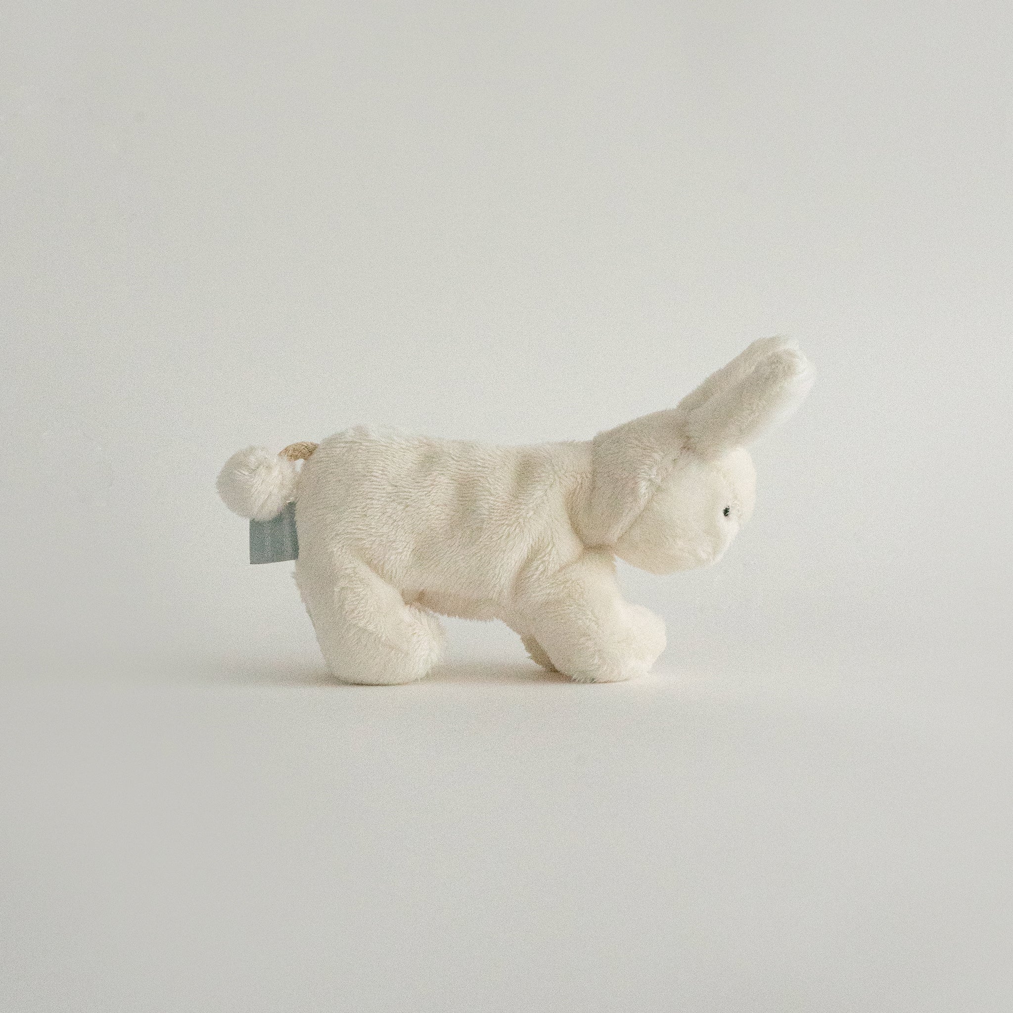 Buddy Bunny
