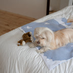 Buddy Pony