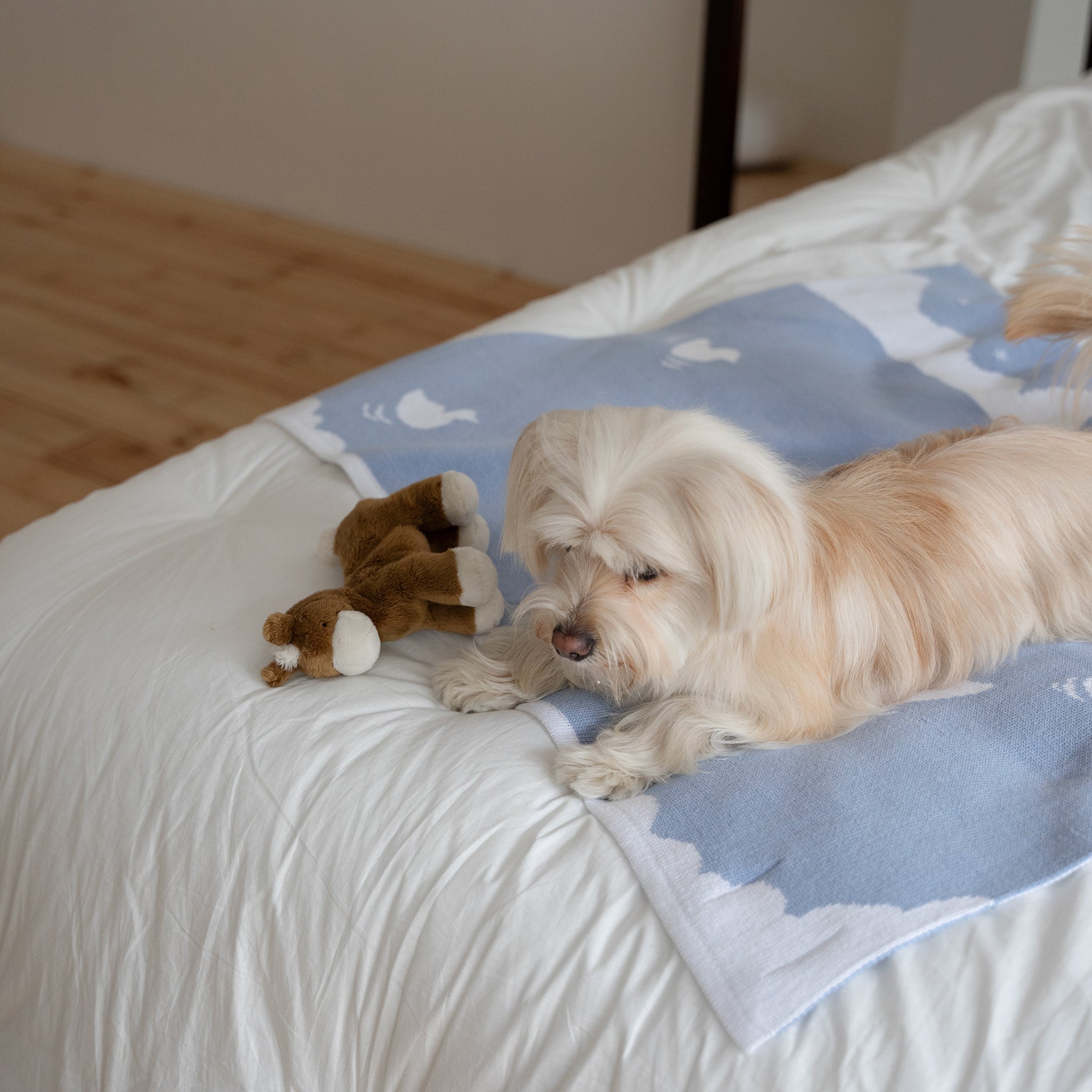 Buddy Pony